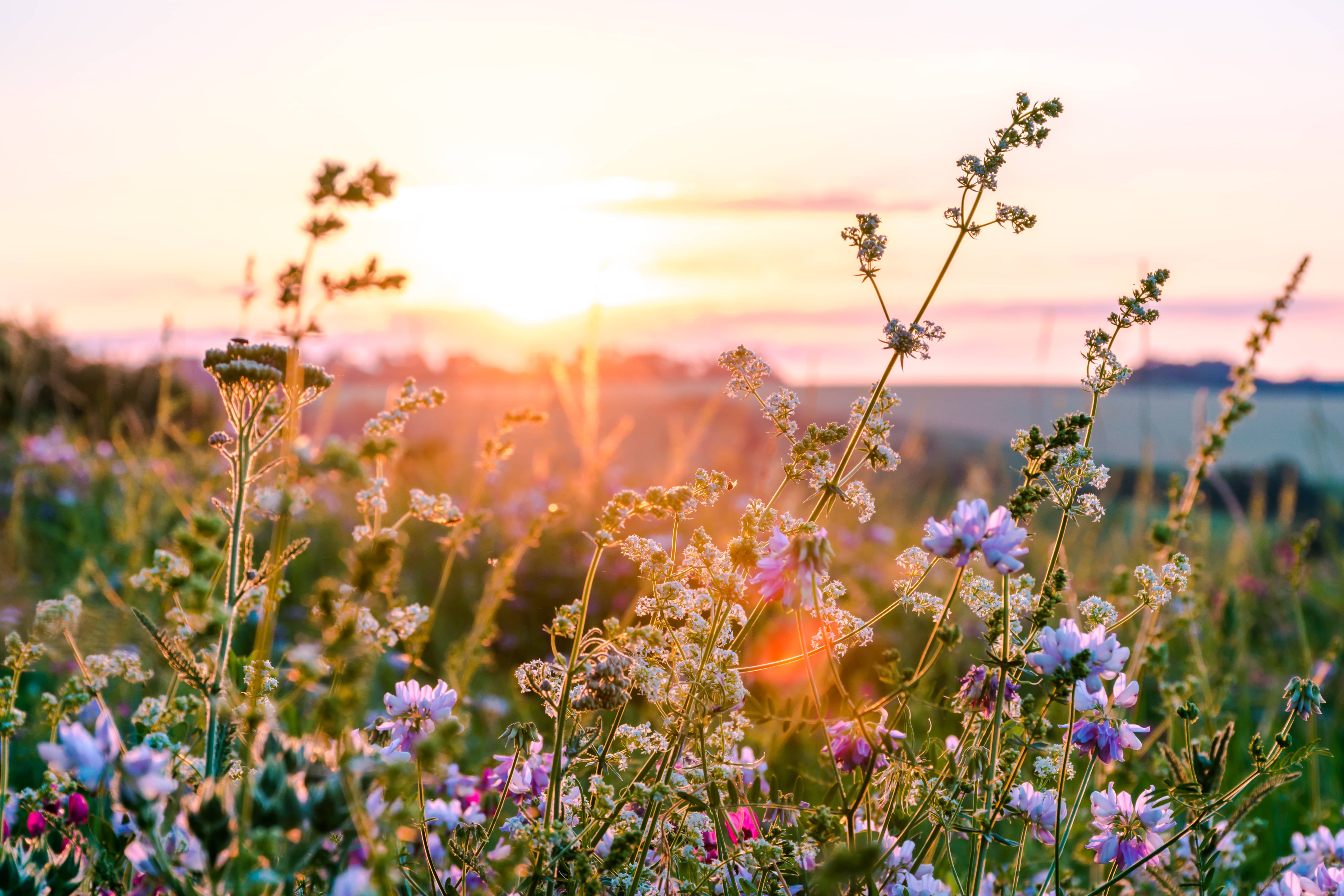 Wildflowers