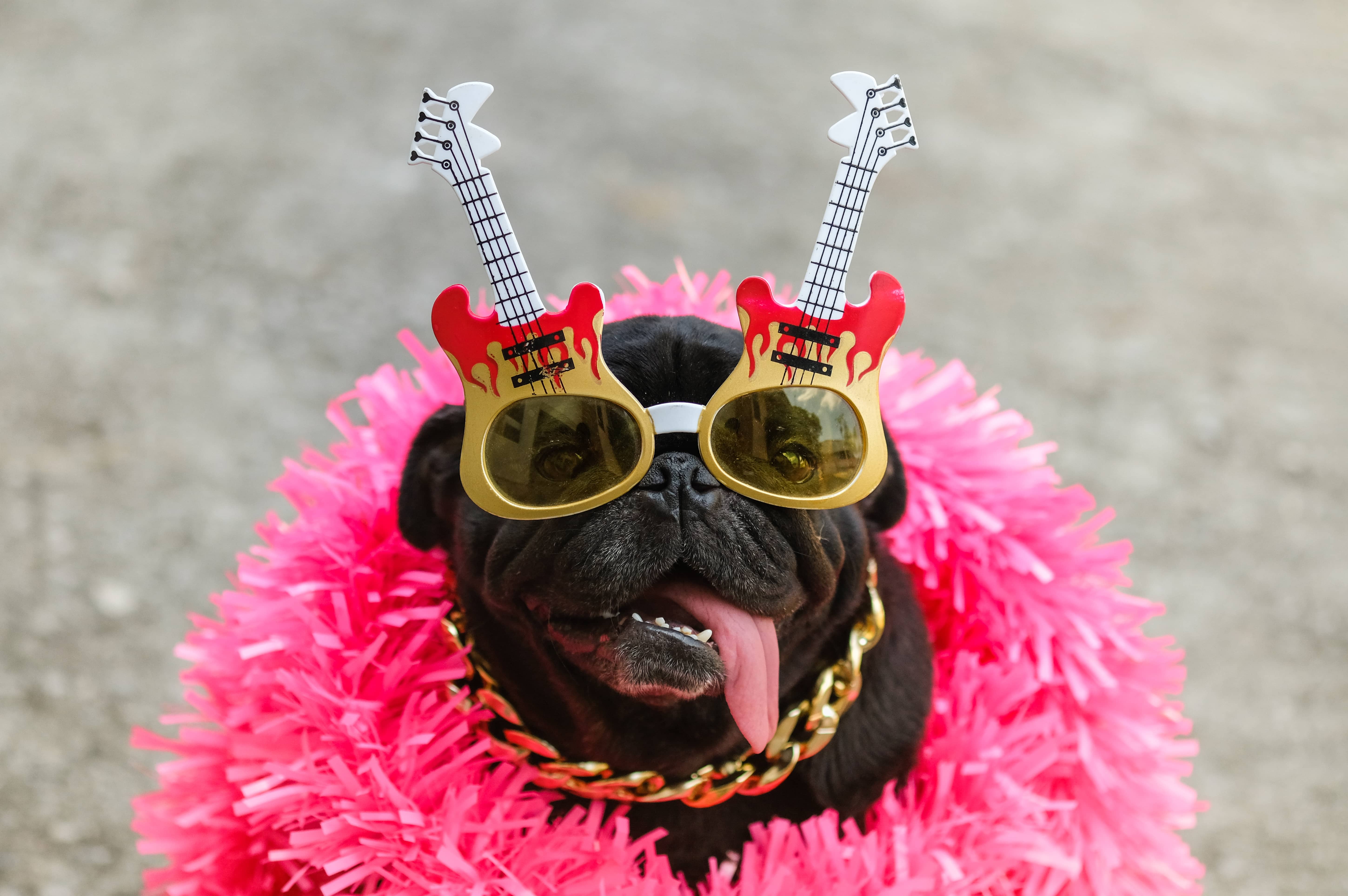 Funny Pug dog wearing rock star costume.