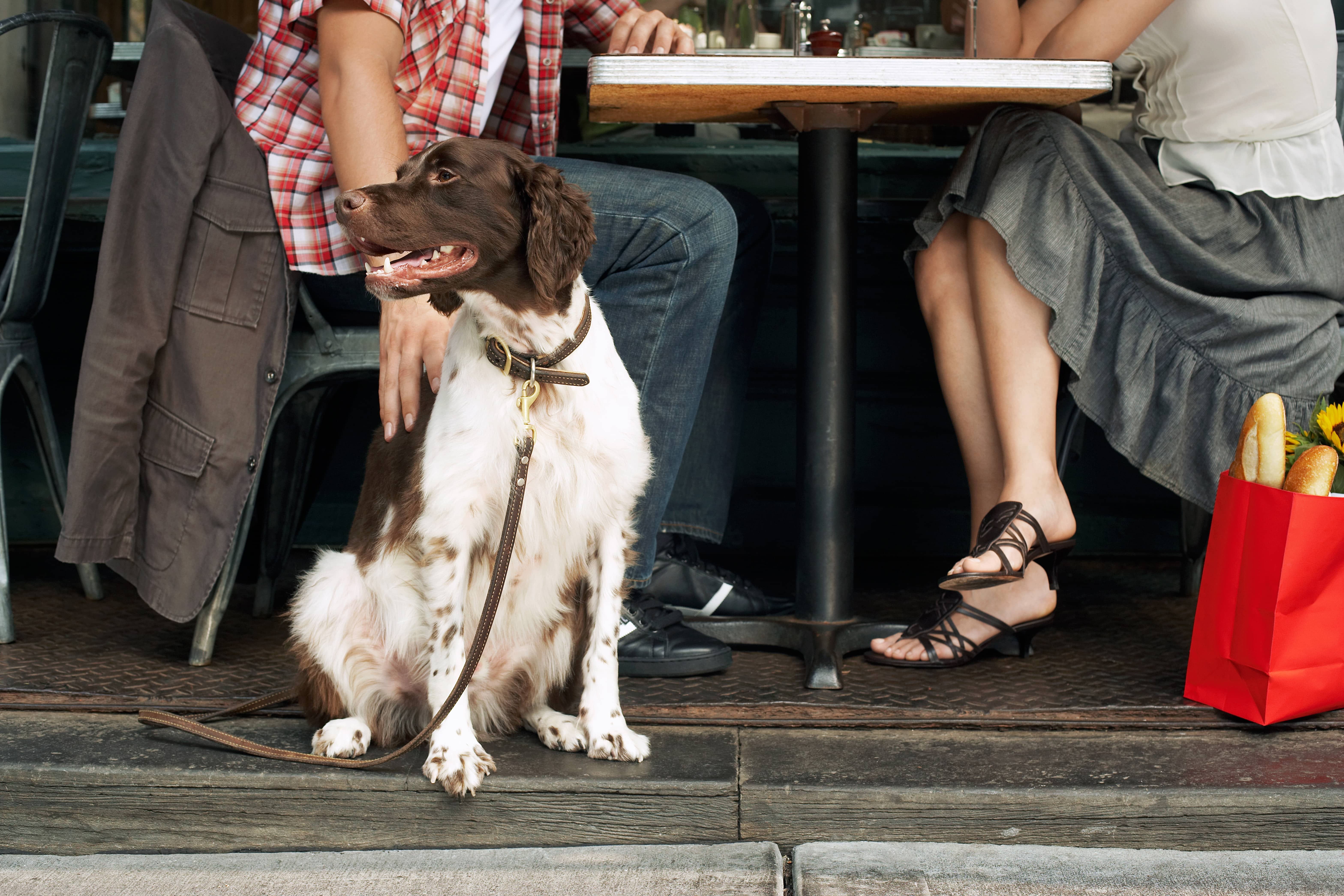 dog at a restuarant