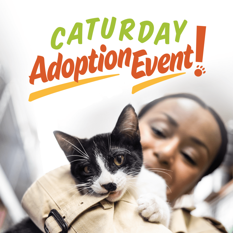 caturday adoption event