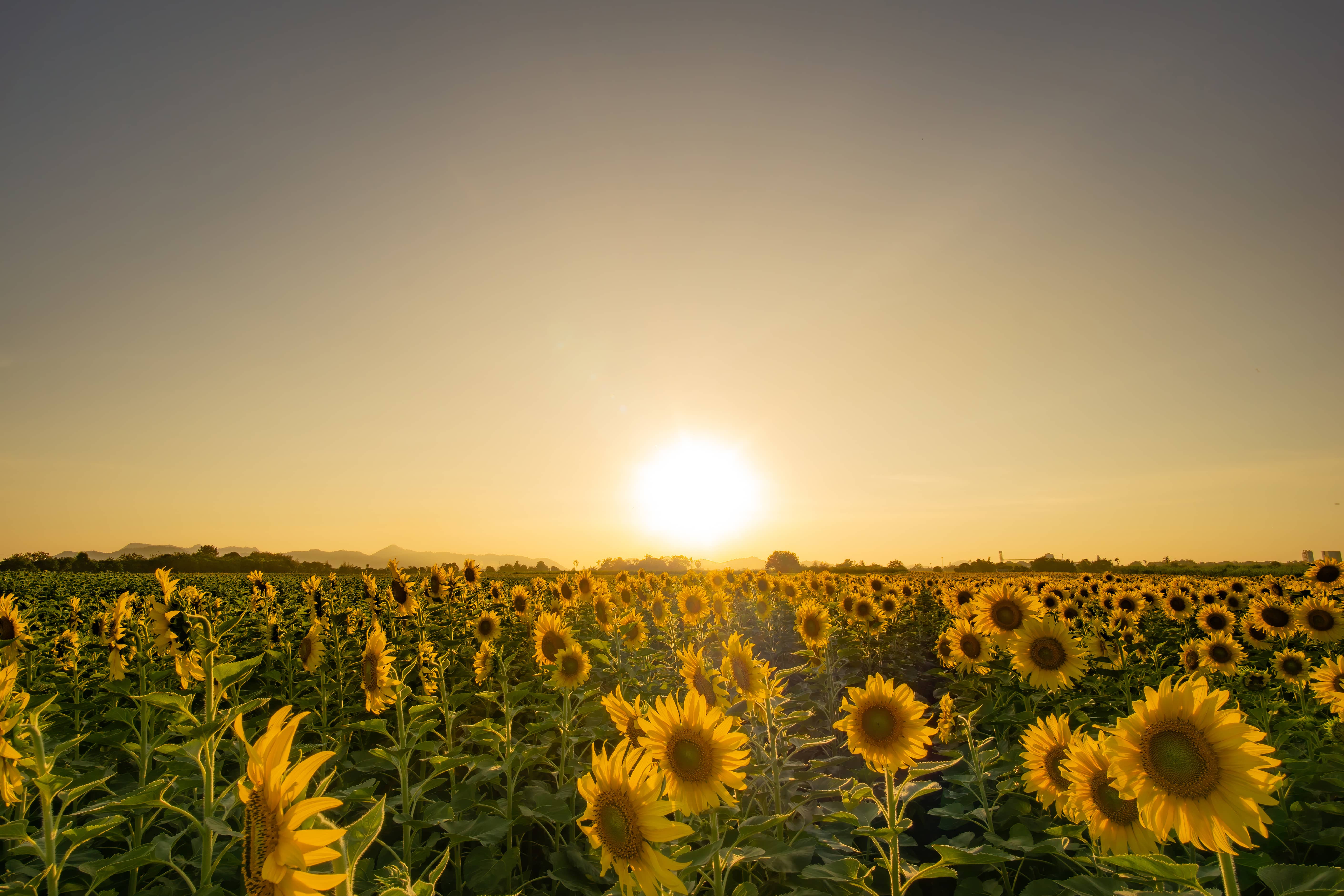 sunflower