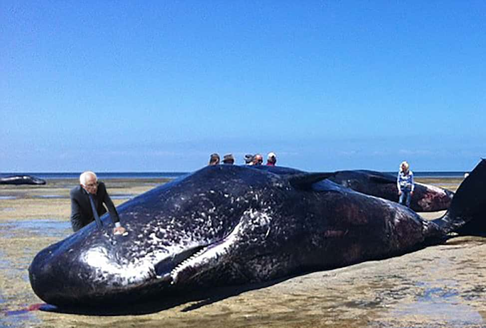 photoshop of Bernie Sanders and a whale