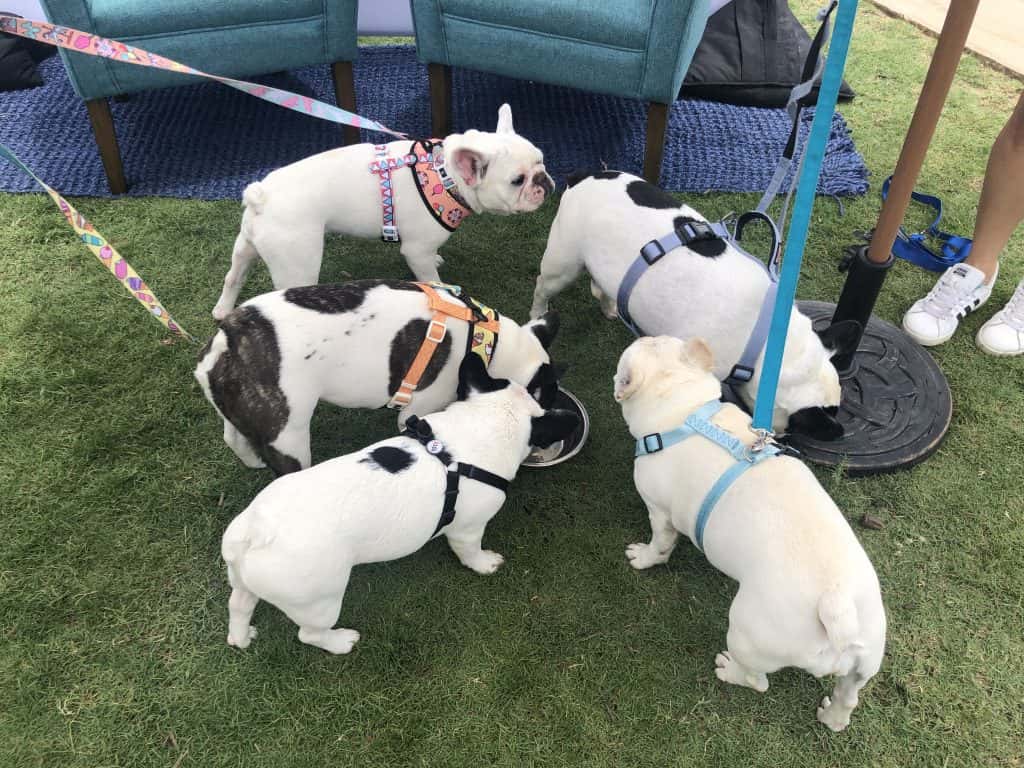Five Frenchies at the Amazon Treasure Truck Pup Fest.