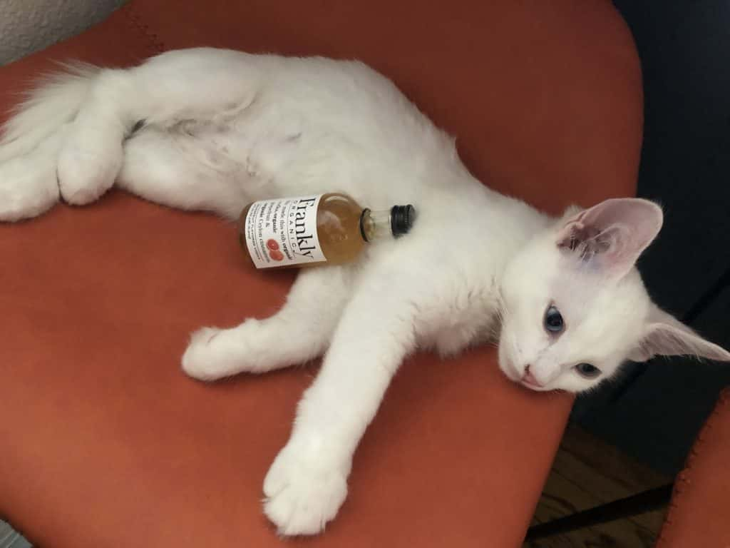 Coco the Kitten holding a bottle of organic vodka