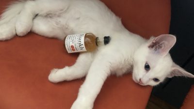 Coco the Kitten holding a bottle of organic vodka