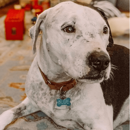 Deb's Dog Blue with a Blue dog collar on from her Instagram page.