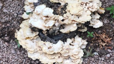 Some weird mushrooms growing from a stump in Deb's yard.