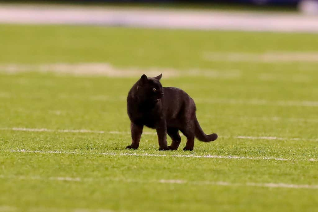 Cat on the field during NYG and Cowboy games