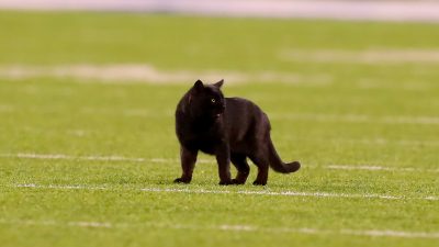 Cat on the field during NYG and Cowboy games