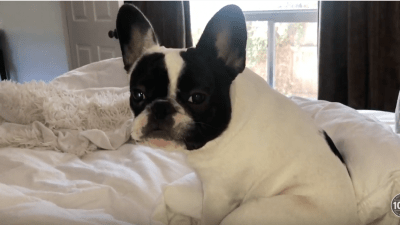 alfie sitting on a bed