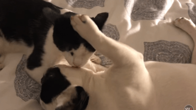 Alfie and George playing.