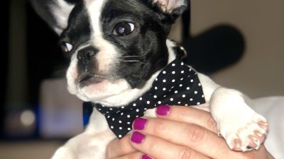 Deb's dog Alfie int he studio with a bow tie.