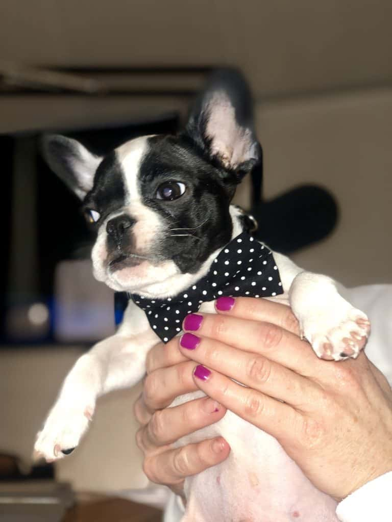 Deb's dog Alfie int he studio with a bow tie.