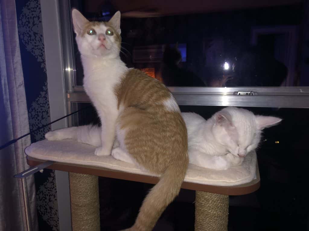 cats in the cat tree