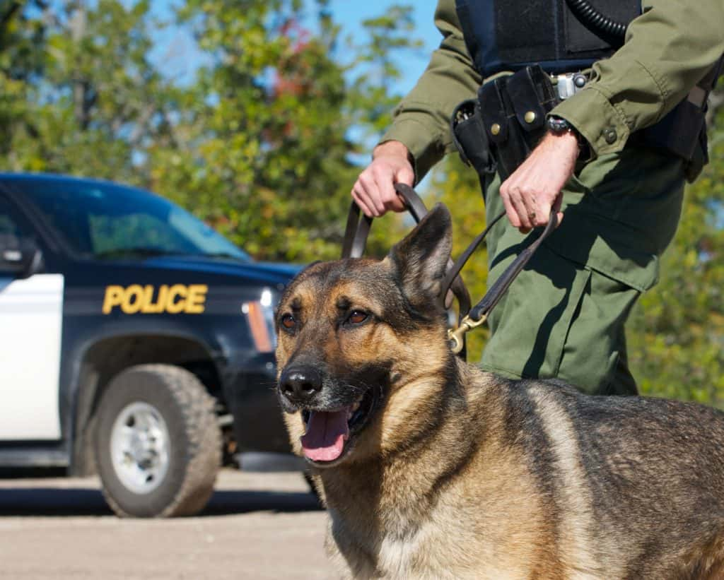 A stock photo of a police dog next to his human partner in front of a police car