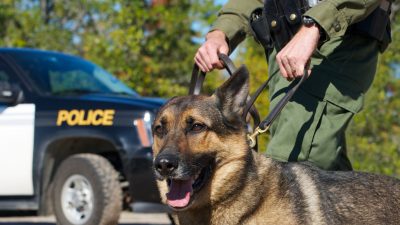 A stock photo of a police dog next to his human partner in front of a police car
