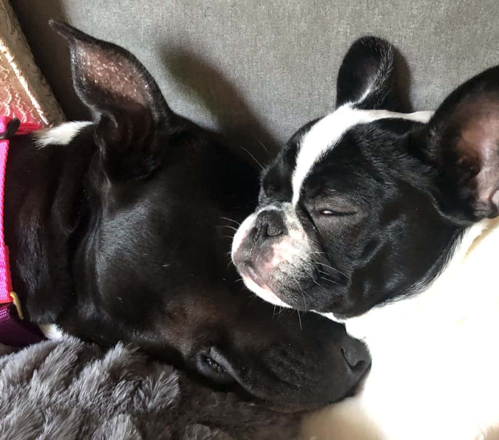 Braidy and Alfie cuddle together on Deb's couch.