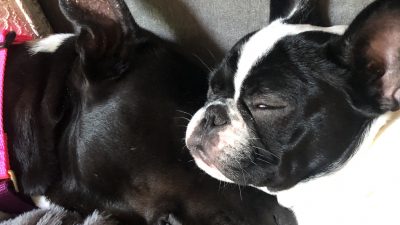 Braidy and Alfie cuddle together on Deb's couch.