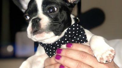 Alfie with a bow tie.