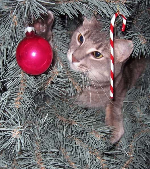 A cat next to an ornament in a Christmas tree.