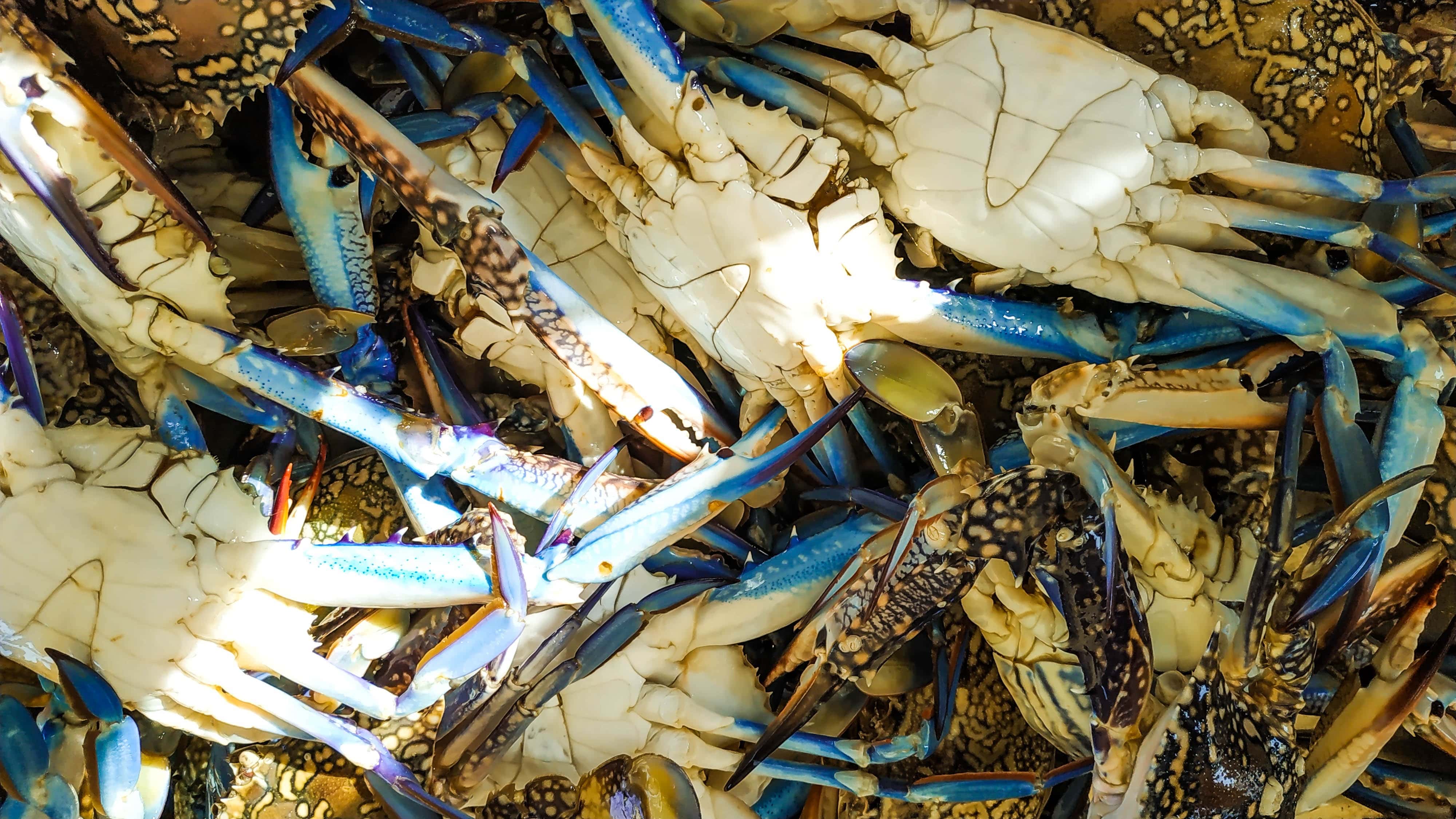 That's A Lot Of Crabs KROX Austin, TX