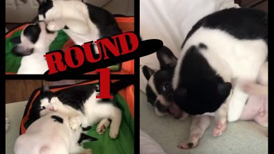 Alfie and George collage.