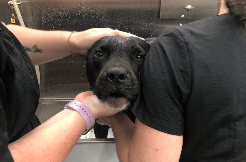 Deb's rescue pit bull braidy getting bathed by a mobile groomer