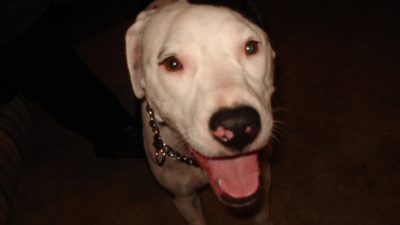 Deb's dog Blue with his tongue out