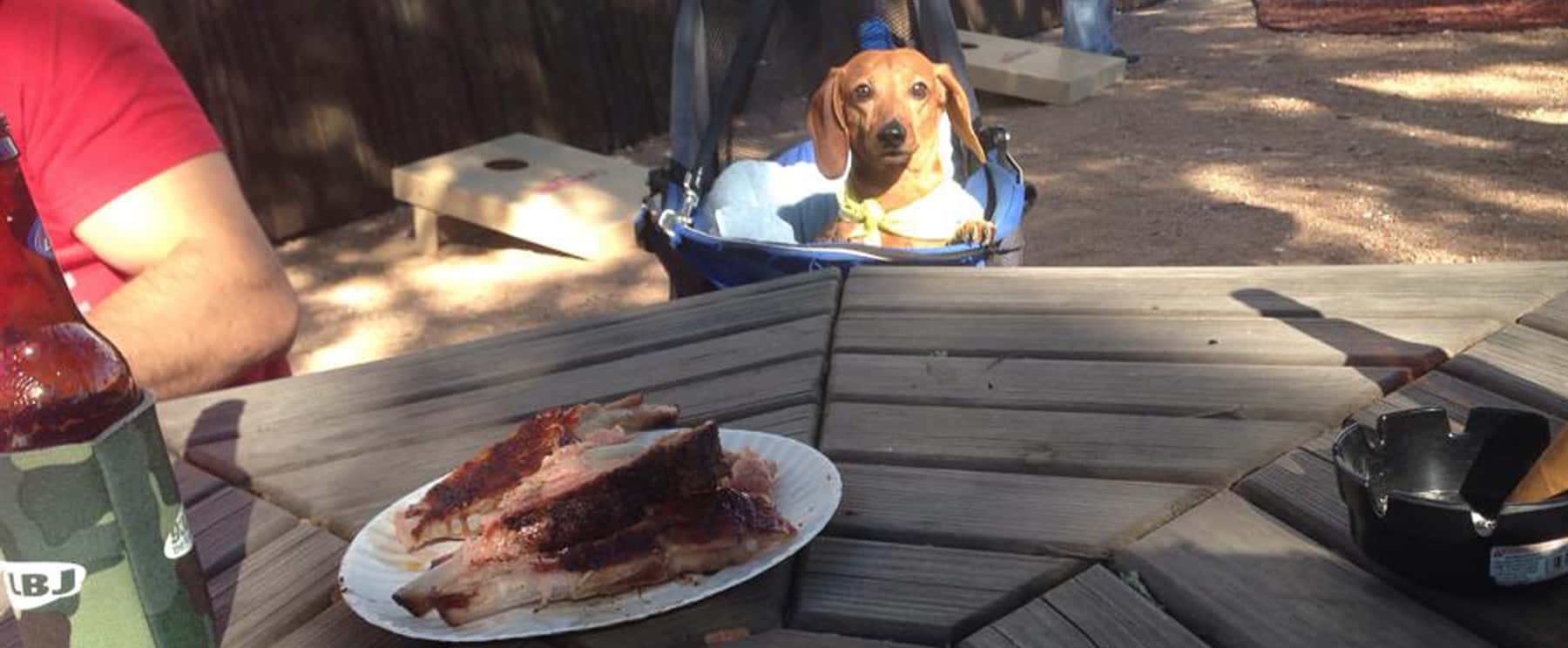 a puppy eying some ribs