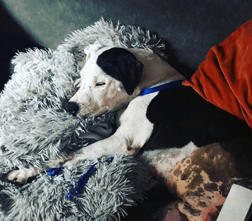 Deb's dog Blue with his leg amputated laying on a bed and sleeping.