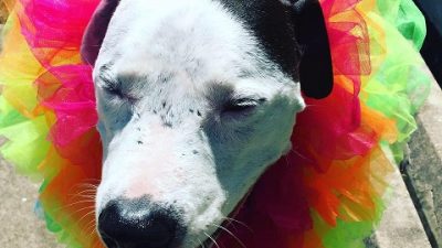 Blue with a festive collar