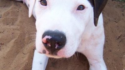 Image of Blue boy laying down when he was young.