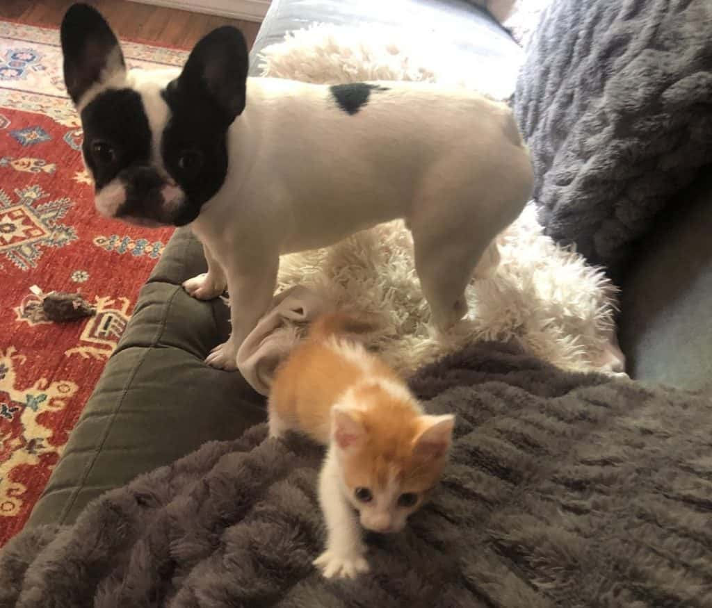 Deb's pup Alfie and new kitten.