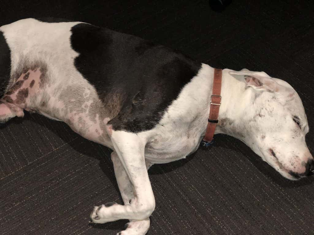 Blue laying down sleep in the studio