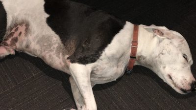 Blue laying down sleep in the studio