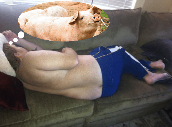 A picture of Jason sleeping on a couch that has been photo-shopped with a thought bubble to look like he's dreaming of pigs.