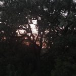 Producer Nick And His Mom Explore Mount Bonnell : Tree view of Mount Bonnell. 