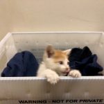  Deb's New Adorable Friend: Deb's new cat in a box. 