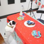 Alfie's 1st Birthday! : Alfie's 1st birthday! 