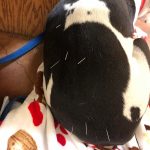 Blue's Doggy Acupuncture: Image of Deb's dog blue with pine needles sticking on his back 