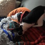 Blue Boy : Blue after getting his leg amputated. 