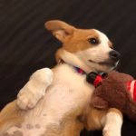 Waffles Loves Love : Jason’s roommate Gil's new dog Waffles on ground 