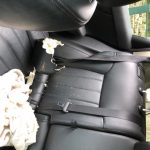 Deb's Dog Does It Again: What remains of Deb's car seat head rest