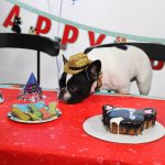 Alfie's 1st Birthday! : Alfie's 1st birthday! 