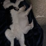 #TBTwJnD Alfie's Debut! : Alfie and George Cuddling 