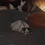 George O’Keefe's First Trip To San Antonio: Deb's cat George in the car with Deb on the way to San Antonio. 