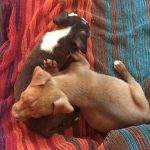 Juan Carlos and Luther