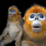 Golden Snub Nosed Monkey: © Photo by Joel Sartore/National Geographic Photo Ark