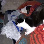 George Comforting Blue : Blue and George after Blue getting his leg amputated. 