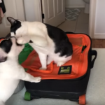 #TBTwJnD Alfie's Debut! : Alfie and George Fighting 